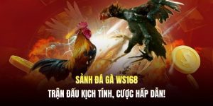 sảnh đá gà ws168 tại 8kbet
